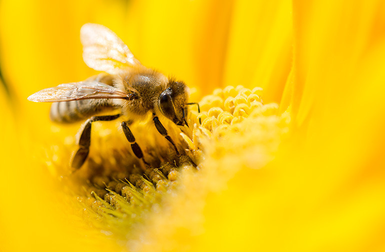 Ogólne porady nt. karmienia pszczół