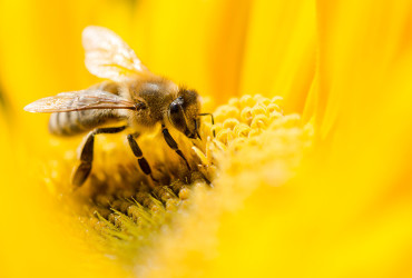 Ogólne porady nt. karmienia pszczół